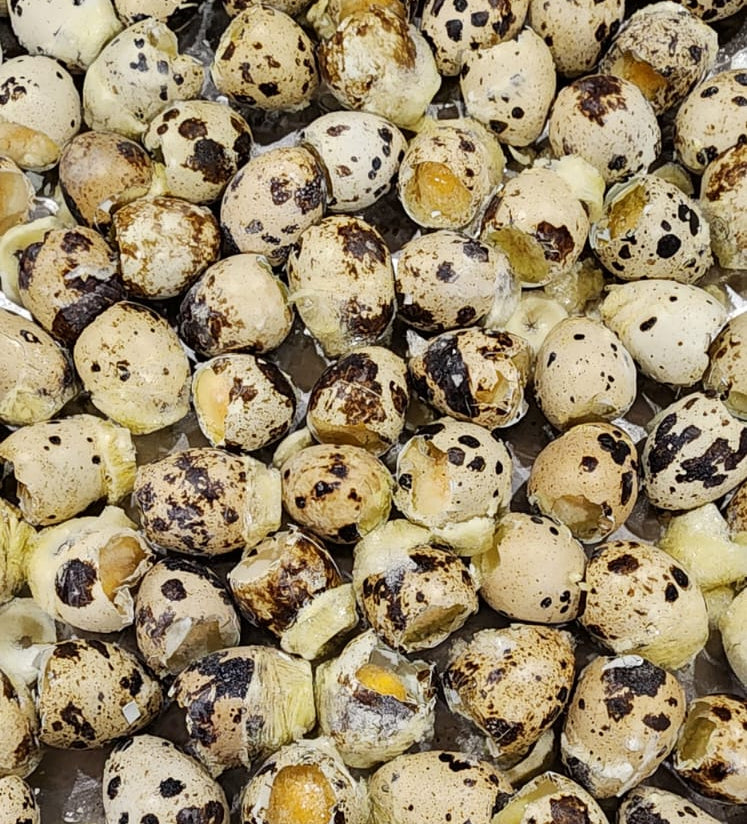 Freeze Dried Whole Quail Eggs, Jar - LIMITED